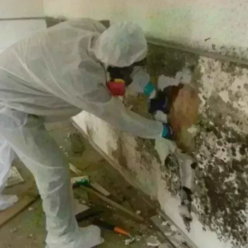 Mold Remediation and Removal in Vermillion County, IN